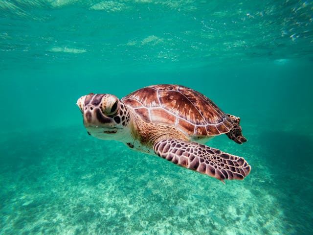 akumal beach swimming turtles mexico