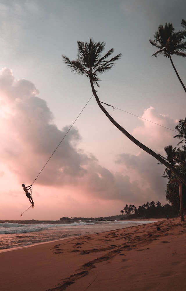 beach-sri-lanka-palms