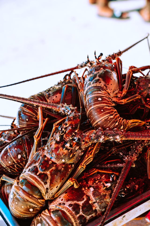 belize seafood