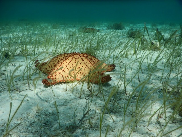 belize underwater life reef