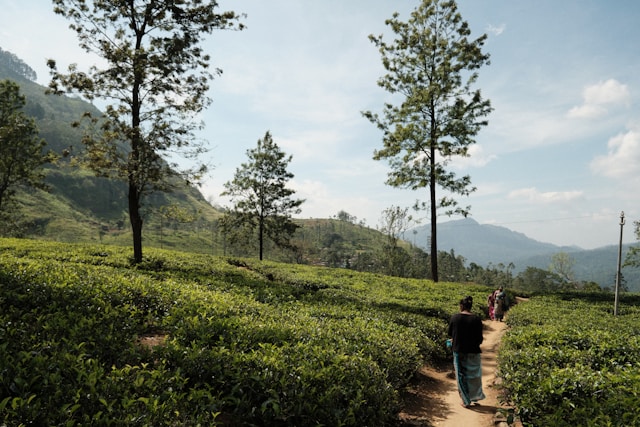 ella tea plantation