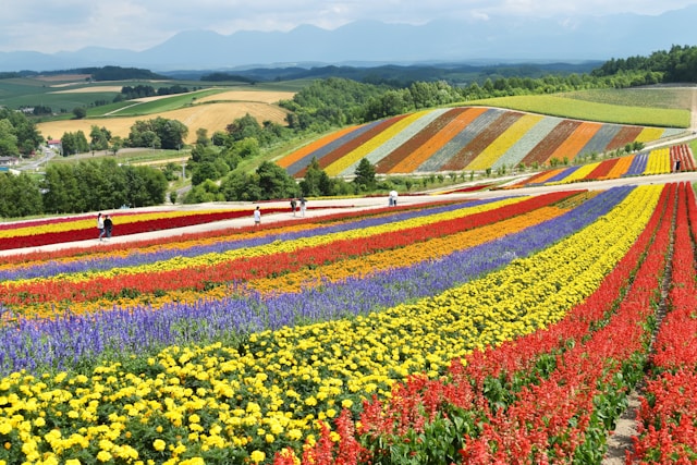 hokkaido japan flower fields