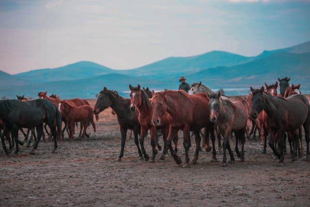 horses argentina pama