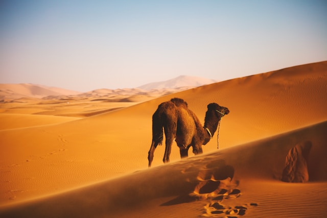 morocco-desert-camel