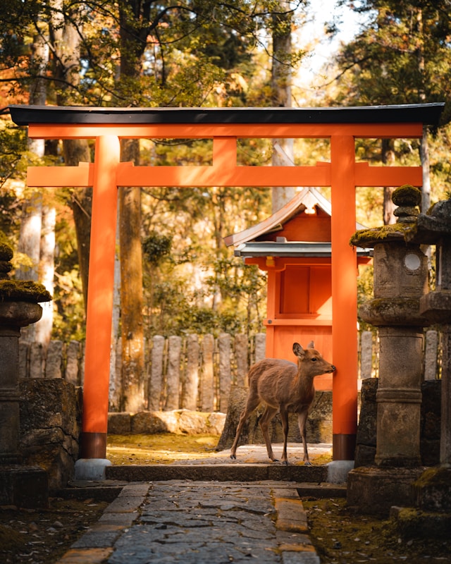 nara japan deer temple