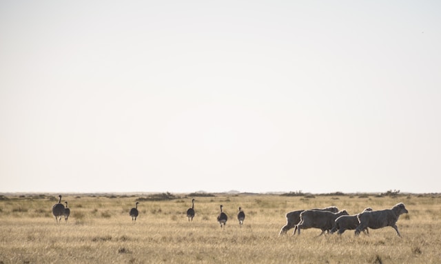 patagonia-argentina-animals