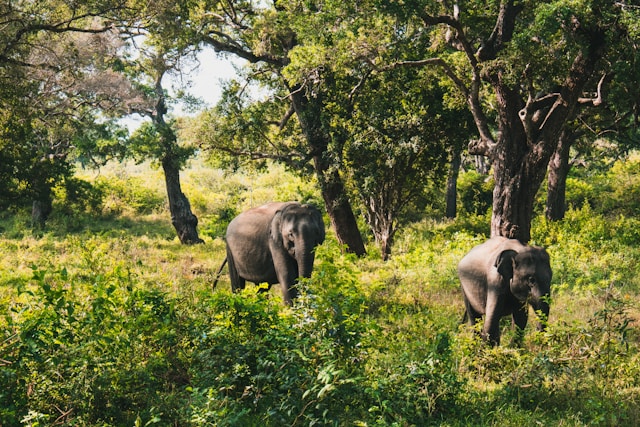 yala national park sri lanka elephants